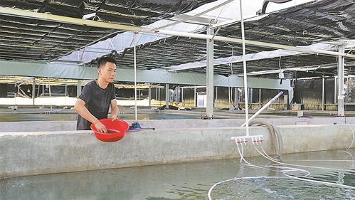 宜城市板桥店镇汇泽水产 大棚养鱼新模式，乡村产业新动能