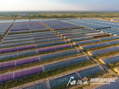 从雪域大棚到戈壁丰收 黑龙江援疆如何结出“龙才”硕果