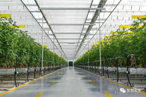 蔬菜大棚变身智慧工厂，手机电脑就能远程管理