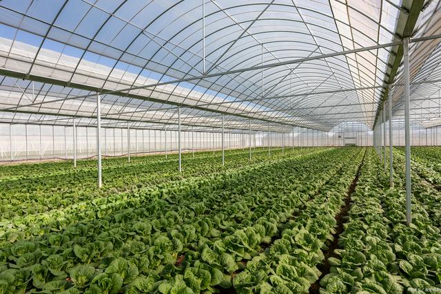 2021年初在前南台村建起了温室大棚有机蔬菜种植基地